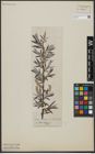 Foto von Salix viminalis L.